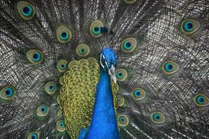 maravilloso cobalto azul masculino pavo real arriba cerca foto