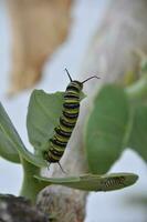 Large and Small Monarch Caterpillars on Milkweed Leaves photo