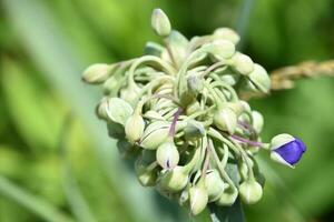 Amazing Budding Spiderwort Flowers Ready to Bloom photo