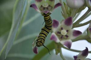 Monarch Caterpillar Eating a Purple and White Milkweed Flower photo