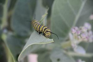 Capture of a Striped Monarch Caterpillar Eating a Leaf photo