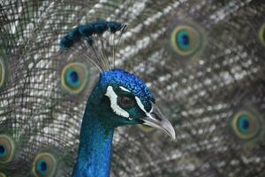 mirando dentro el cara de un azul pavo real foto