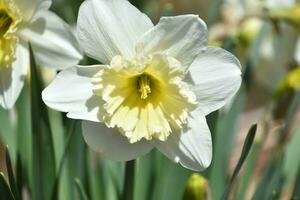 Looking into the Center of a White Daffodil photo