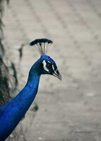 Side View of a Cobalt Blue Peacock photo