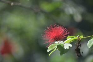 Red Flowering Mimosa Blossom on a Tree photo