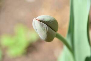 maravilloso tulipán brote con el pétalos cerrado arriba foto