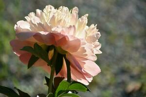 Pretty Pastel Pink Peony Flower in Bloom photo
