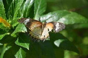 Brilliant Queen Butterfly with Striking Patterned Wings photo