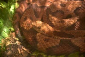 Northern Copperhead Snake Coiled Up Close Up photo