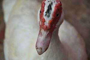 maravilloso arriba cerca Mira a un blanco Moscovia Pato foto