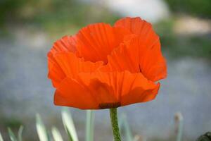 naranja oriental amapola florecer floración en temprano verano foto