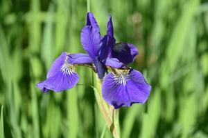 Gorgeous Lone Purple Siberian Iris Flower Blossom photo