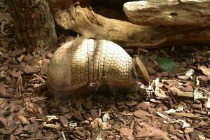 Dom brillante en el cáscara de un armadillo foto