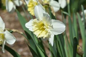 Great Close Up of a White Daffodil Blossom photo