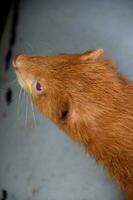 Orange Ferret with Light Colored Eyes and a Pink Nose photo