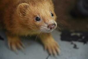 Looking into the Face of a Cinnamon Ferret photo