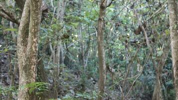 The morning atmosphere in the forest photo