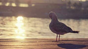 Möwe reinigt Gefieder beim Sonnenuntergang, Blendung auf Wasser video