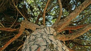 A tree trunk against a beautiful sky backdrop video