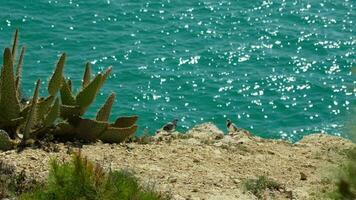 ein Paar von Vögel thront auf ein Cliff mit Blick auf ein heiter Körper von Wasser video
