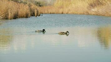 canards pacifiquement nager dans une magnifique Lac dans terragona video