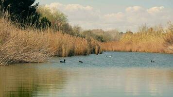 une groupe de canards flottant sur Haut de une Lac video