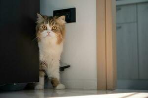 Curious crossbreed Persian cat hiding behind the refrigerator when she saw stranger. photo