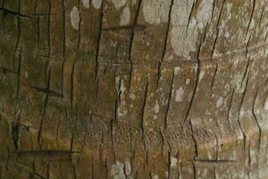Coconut palm tree bark background, closeup. Abstract texture photo