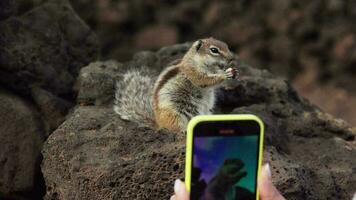 Shoots on the phone as a chipmunk eats nuts video