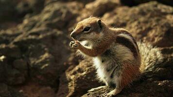 A striped chipmunk eats a walnut while holding it with its paws. video