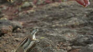 The chipmunk runs for food and takes nuts from his hands video