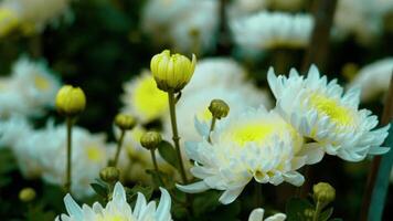 belles fleurs dans le jardin video