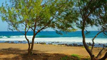 arboles en contra el antecedentes de el mar, el viento se balancea a ellos. video