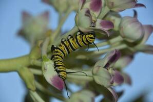 Monarch Caterpillar on Budding Giant Milkweed Plant photo