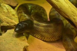 Dangerous Black Headed Python Coiled Under Wood photo