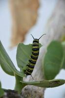 Fantastic Monarch Caterpillar on a Milkweed Bush photo