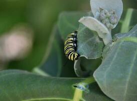 Stunning Striped Monarch Caterpillar Eating Leaves of a Milkweed photo