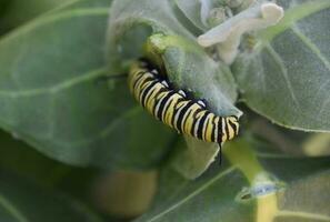 Close Up Look at a Monarch Caterpillar photo