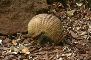 Armadillo with a Rounded Back in Wood Chips photo
