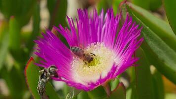 A vibrant purple flower with a bee gathering nectar in Terragona video