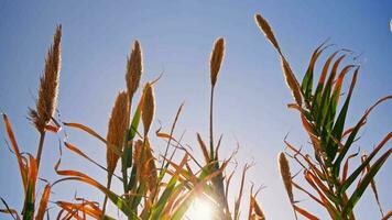 A picturesque field of tall grass with the golden sun shining video