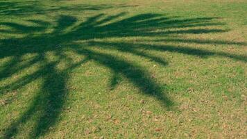 il ombra di un' palma albero su il bruciata dal sole erba. video