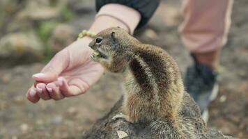 Chipmunk isst Nüsse von das Hände von ein Person. video