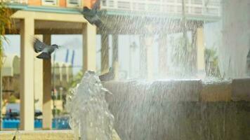 palomas bañarse en el ciudad fuente durante el calor, Valencia video