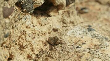 un' lotto di formiche correre su il pietre. video