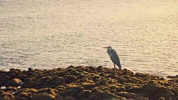 Sunset on the sea, stork sitting on the shore video