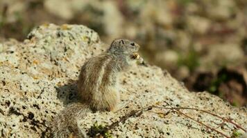 The chipmunk sits with his back to the camera, quickly disappears from the frame video