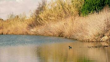 ein Vogel Stehen im das Wasser im Terragona video