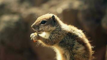 Chipmunk isst ein Mutter, Nahaufnahme, im das Strahlen von das Sonne. video