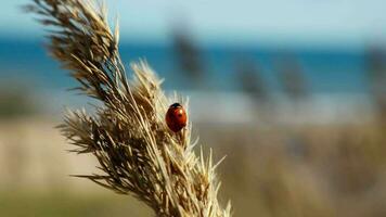 Ladybug on an ear of tall grass against the background of the sea. video